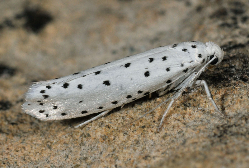 4 Yponomeutidae - Yponomeuta cagnagella